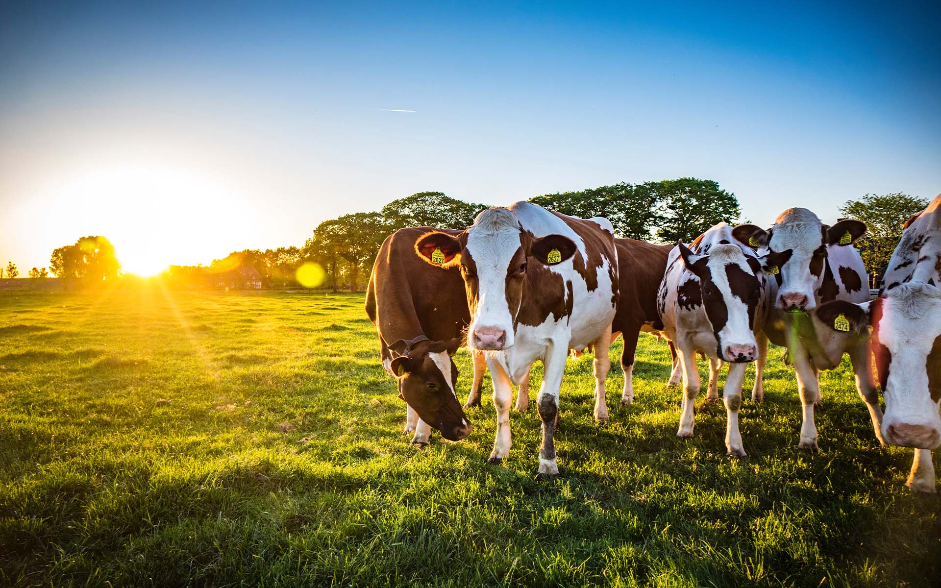 Warner Ag Solutions Insurance Agency - Cows on Field With Sunset in the Background